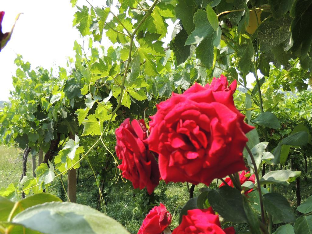 B&B Villa Monteleone Sant'Ambrogio di Valpolicella Ngoại thất bức ảnh